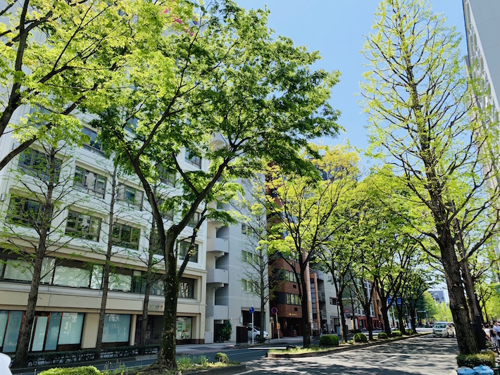 定禅寺通のケヤキ並木が芽吹くと街は一層美しく彩られ、気持ちのいい季節がやってくる