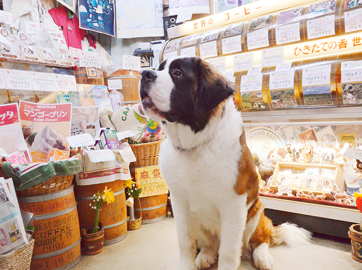 5代目看板犬のカイザー君