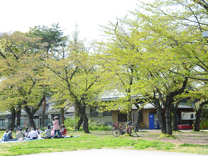 仙台のお花見会場といえば西公園。お花見シーズンには屋台が並び賑わう。桜が散った後も、公園にはピクニックに訪れる団体や家族連れ、カップルの姿が