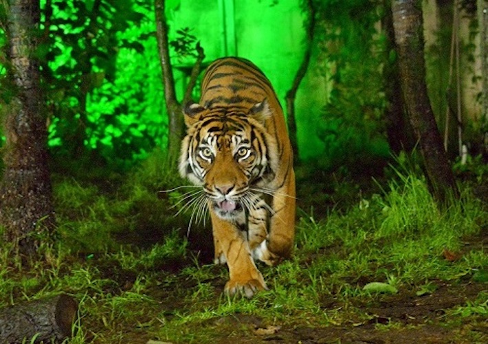 （画像提供：仙台市八木山動物公園）