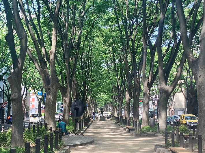 初夏の緑が美しい定禅寺通