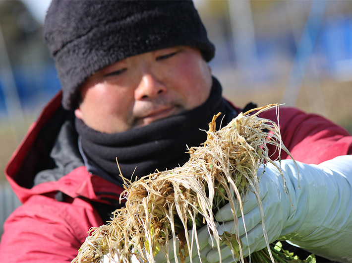 繊細で旨みたっぷりな三浦農園のせりの根っこ